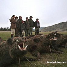 Spanish driven hunt - monteria