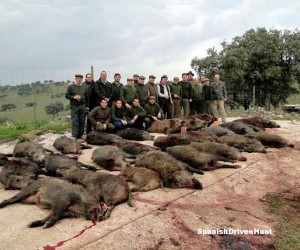 Spanish driven hunt - monteria