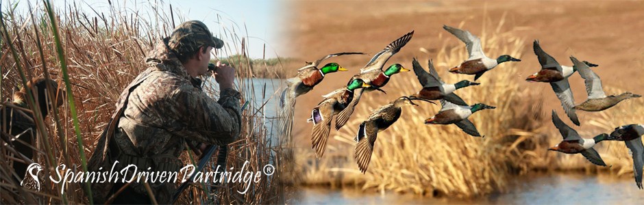 spanishdrivenpartridge - duck shooting in spain
