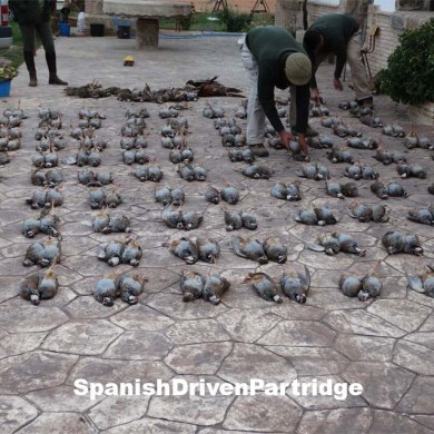 Spanishdrivenpartridge