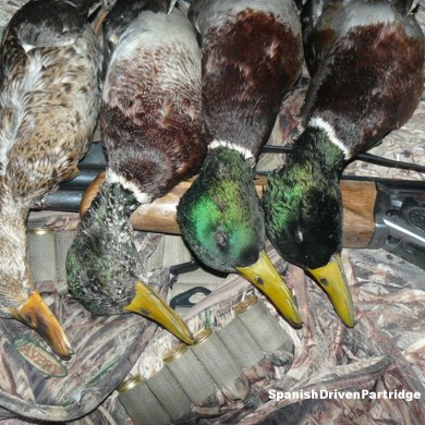 spanishdrivenpartridge - duck hunting in spain