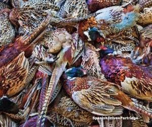 spanishdrivenpartridge - red-legged partridge hunting in spain
