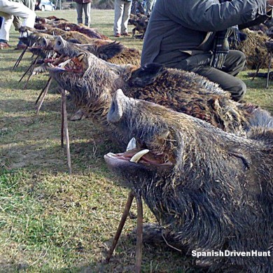 spanishdrivenpartridge - driven hunt, monteria