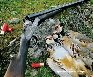 spanishdrivenpartridge - red-legged partridge shoot in spain