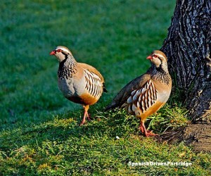 spanishdrivenpartridge - red-legged partridge shoot in spain