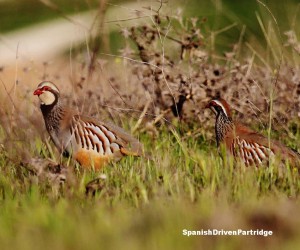 spanishdrivenpartridge - red-legged partridge shoot in spain