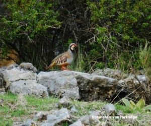 spanishdrivenpartridge - red-legged partridge shoot in spain