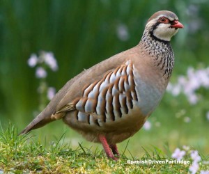 spanishdrivenpartridge - red-legged partridge shoot in spain