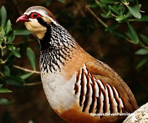 spanishdrivenpartridge - red-legged partridge shoot in spain