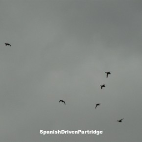 Spanishdrivenpartridge - duck shooting in Spain